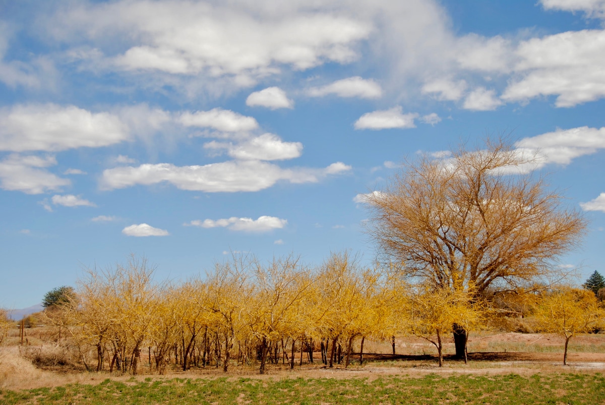A serene landscape showcases a cluster of yellow-leaved trees against a clear blue sky dotted with soft, white clouds. The vibrant trees contrast with the earthy ground, creating a peaceful scene that highlights the natural beauty of the surroundings.