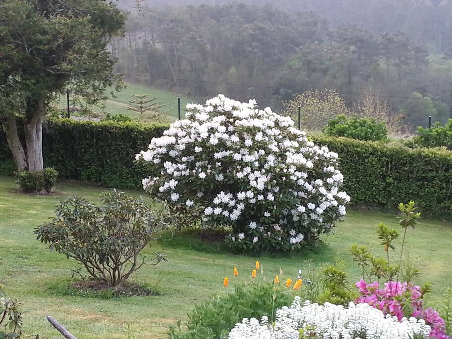 Vista al jardín