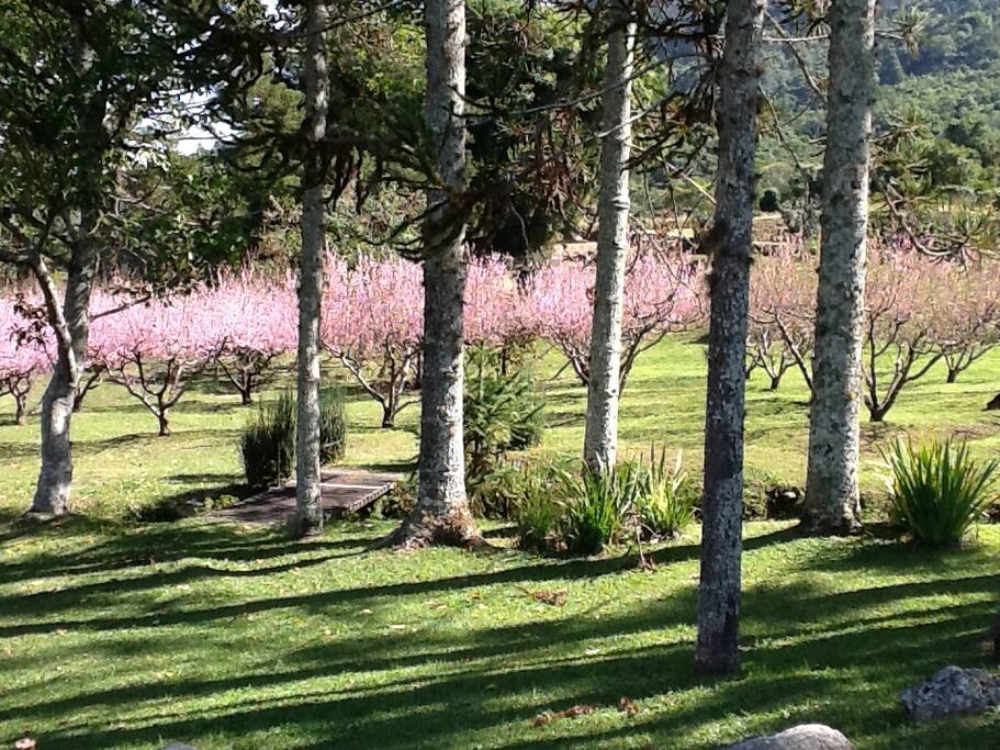 Pessegueiros em flor