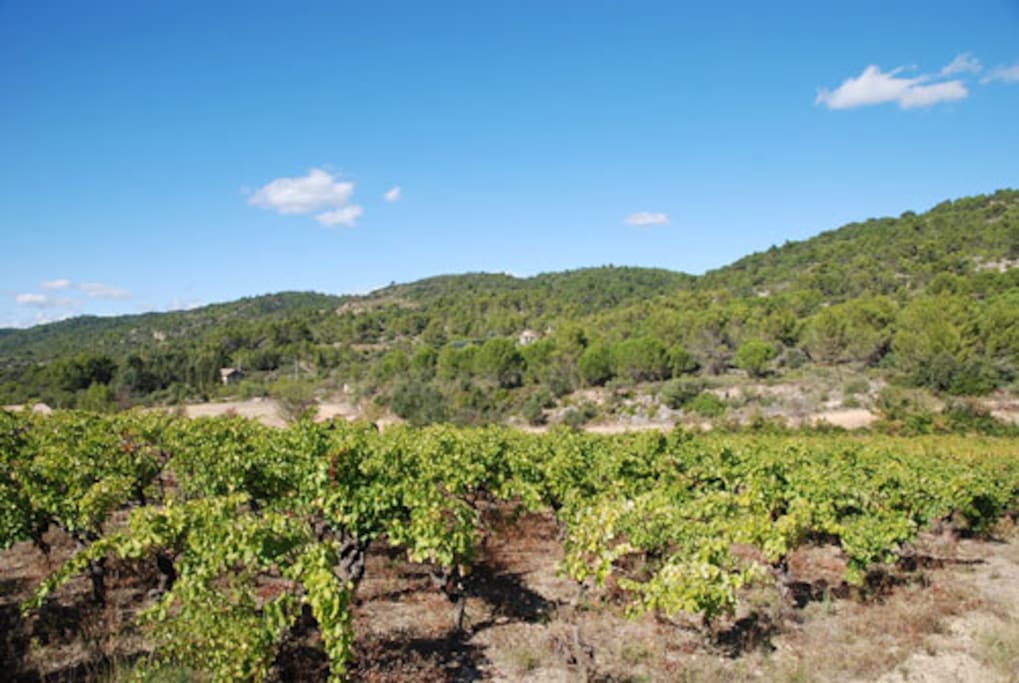 surrounding vineyards