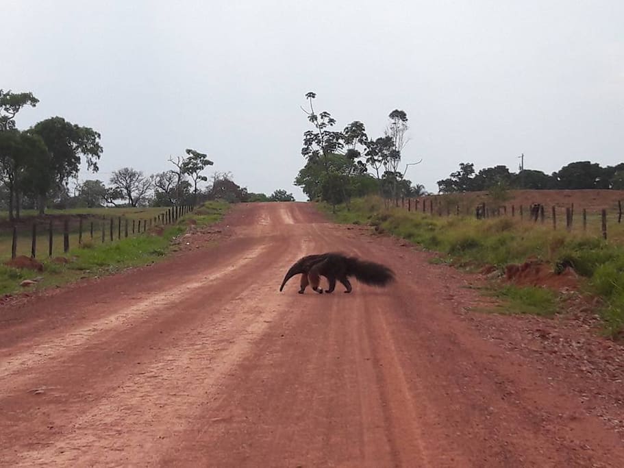 Fauna riquíssima