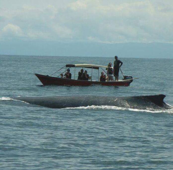 Avistamientos en conexion con las ballenas