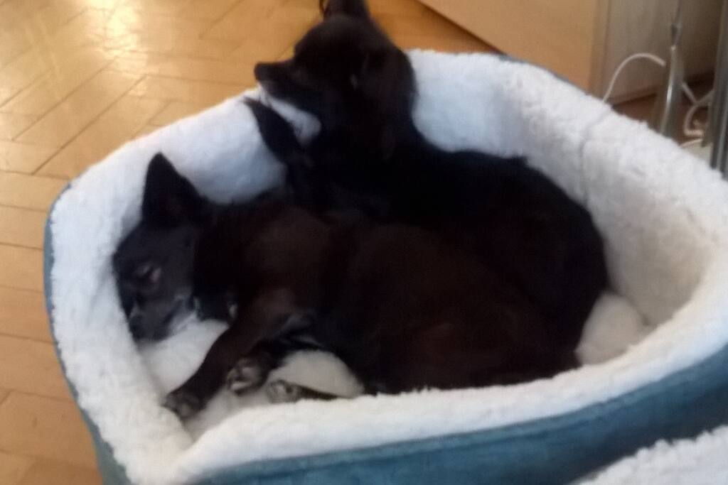 Tilly and Roxy snug and cosy