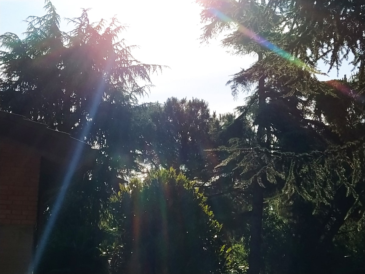 Sunlight filters through the lush greenery of tall trees, creating a serene atmosphere. A glimpse of vibrant shrubs is visible, enhancing the natural outdoor setting. The image captures a peaceful moment in the garden, inviting a sense of tranquility.