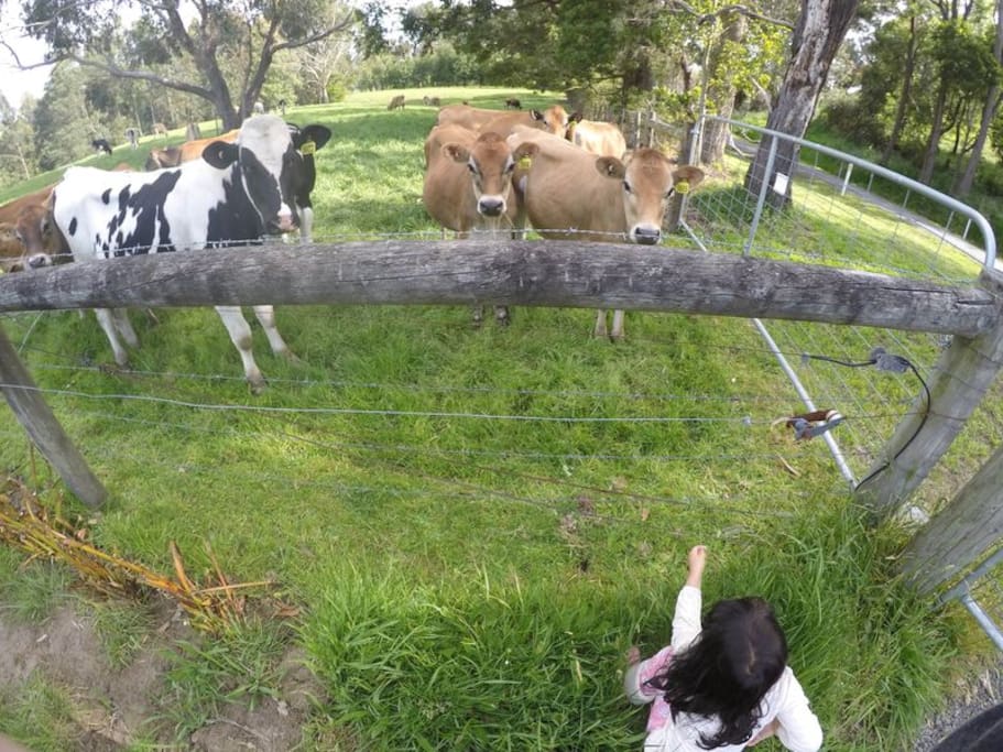 Cow Spotting