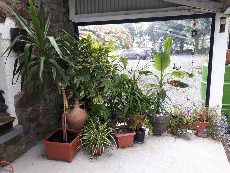My banana plant