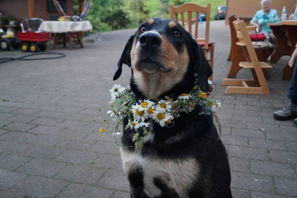 Hofhund Aika