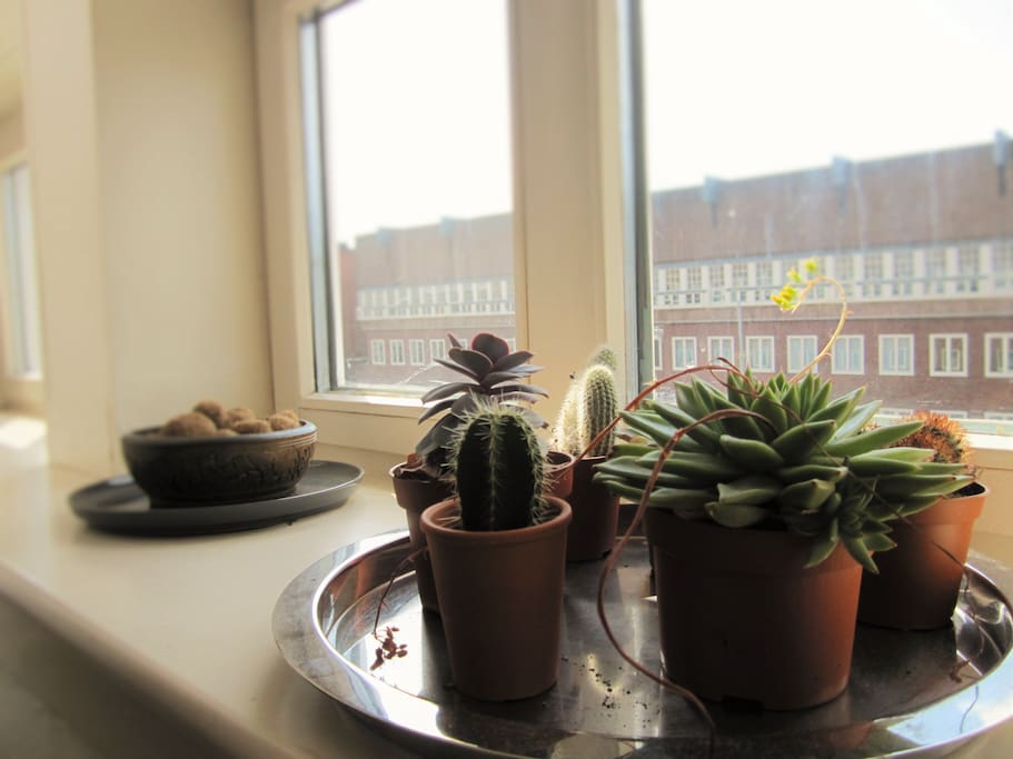 Plants