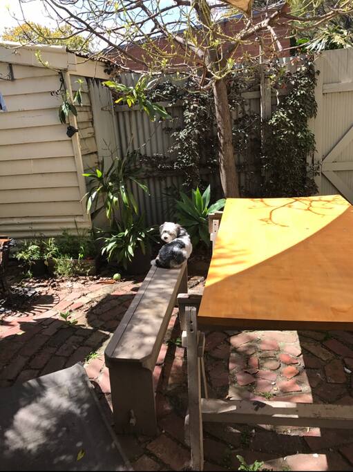 Backyard