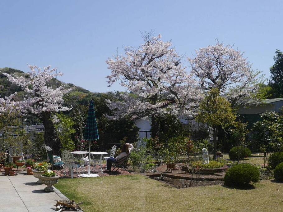 庭に咲く桜の木