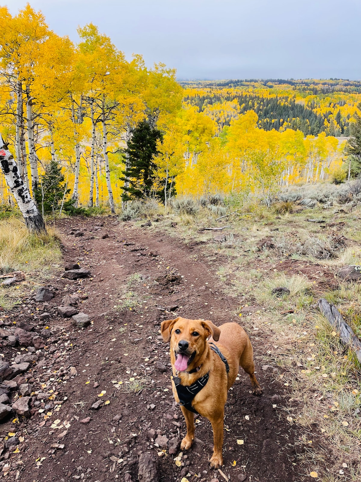 A dog stands on a dirt trail surrounded by vibrant yellow aspen trees, with a panoramic view of rolling hills and foliage in the background. The natural landscape showcases an autumn scene, highlighting warm colors contrasting with the earthy tones of the path.