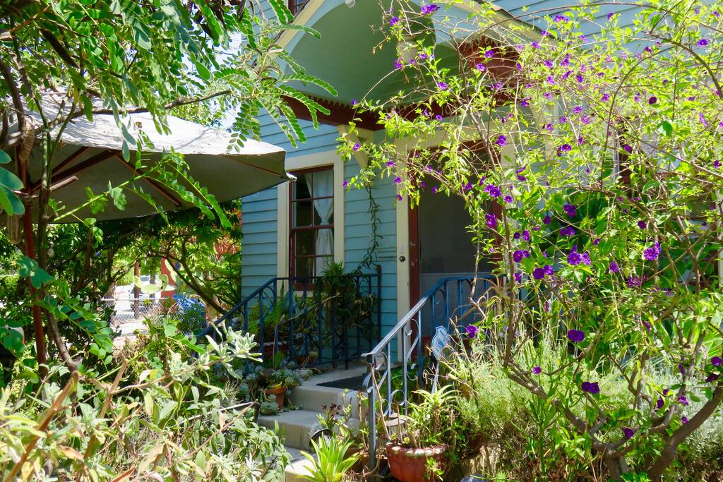 front yard jungle