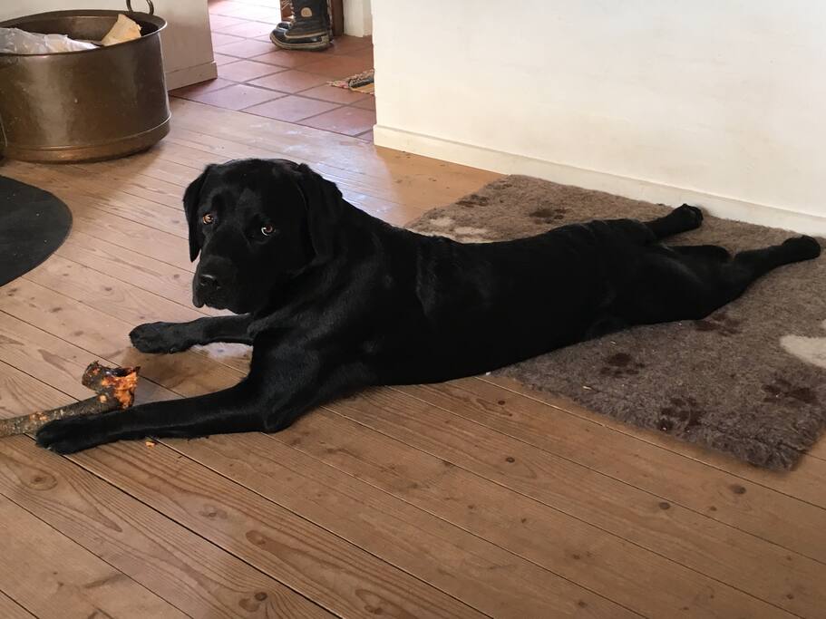 Velopdragne hunde er velkomne :)