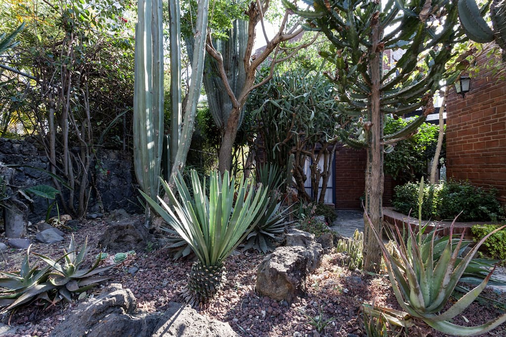 Cactus garden