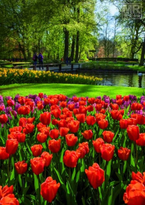 The Keukenhof open from 22 March to 13 May in Lisse, only 10 kilometres from Haarlem