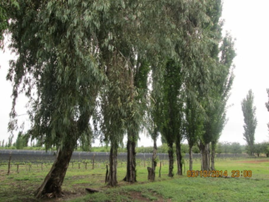 The vineyard