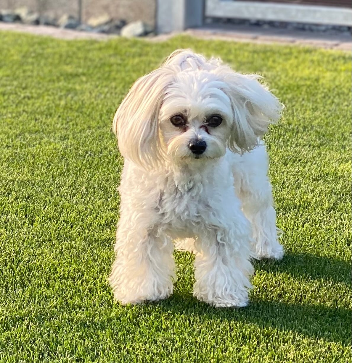 A small white dog with a fluffy coat stands on a well-maintained green lawn. The dog's expressive eyes and soft fur are visible, creating an engaging focal point in the image.
