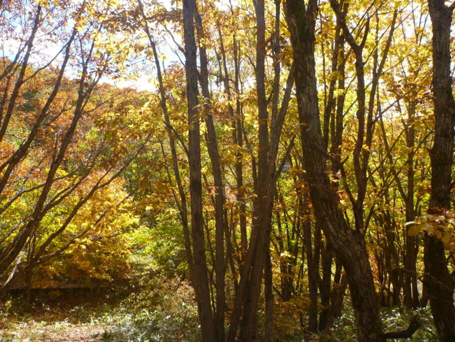 紅葉は10月