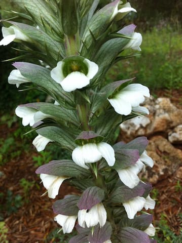Il Cardo Bianco – Trulli a Ceglie Messapica gallery image 3