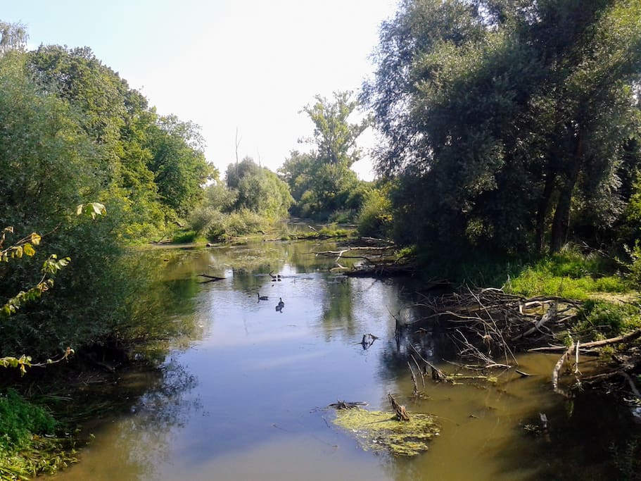 Michelsbach im nahegelegenen Naturschutzgebiet.