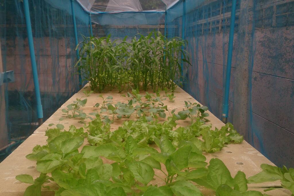 Hydrophonic farming 1 - vegetables depends on season and to us if we are lazy or not that season