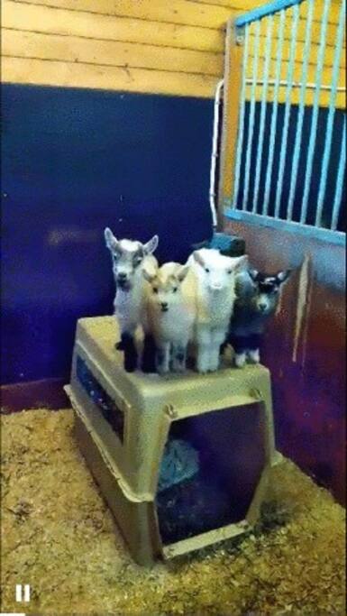 Do you want to bottle feed these goat babies?