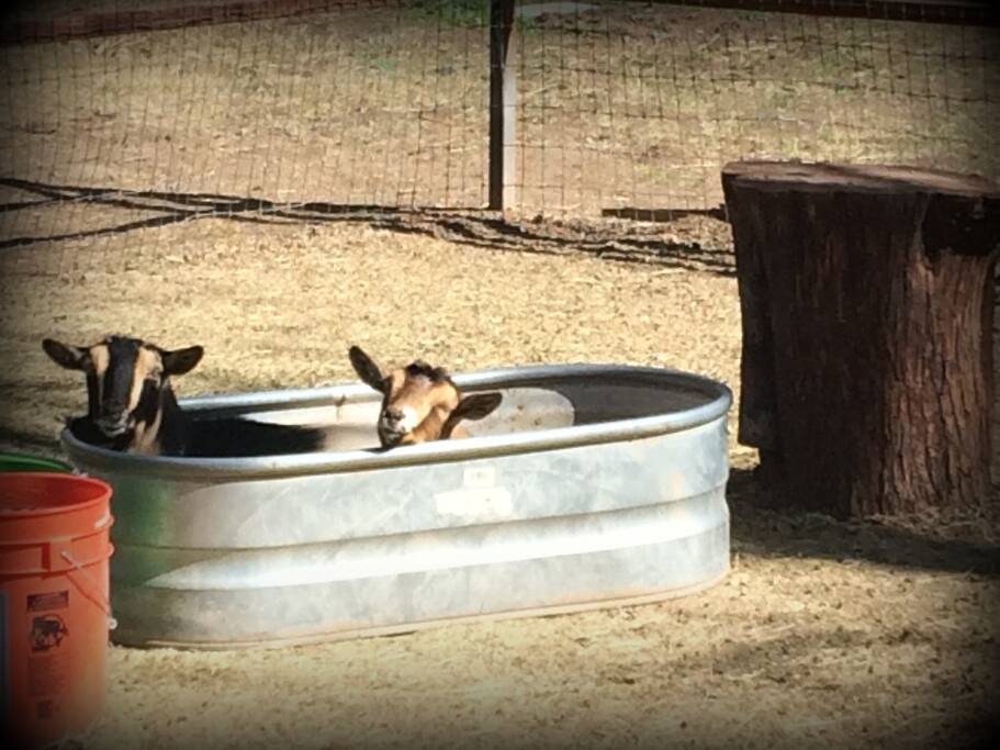 Our goats Daphne and Cookie