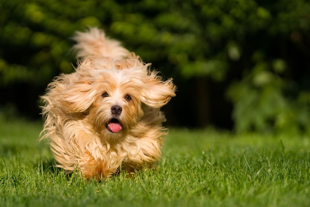 This is a Happy Dog.