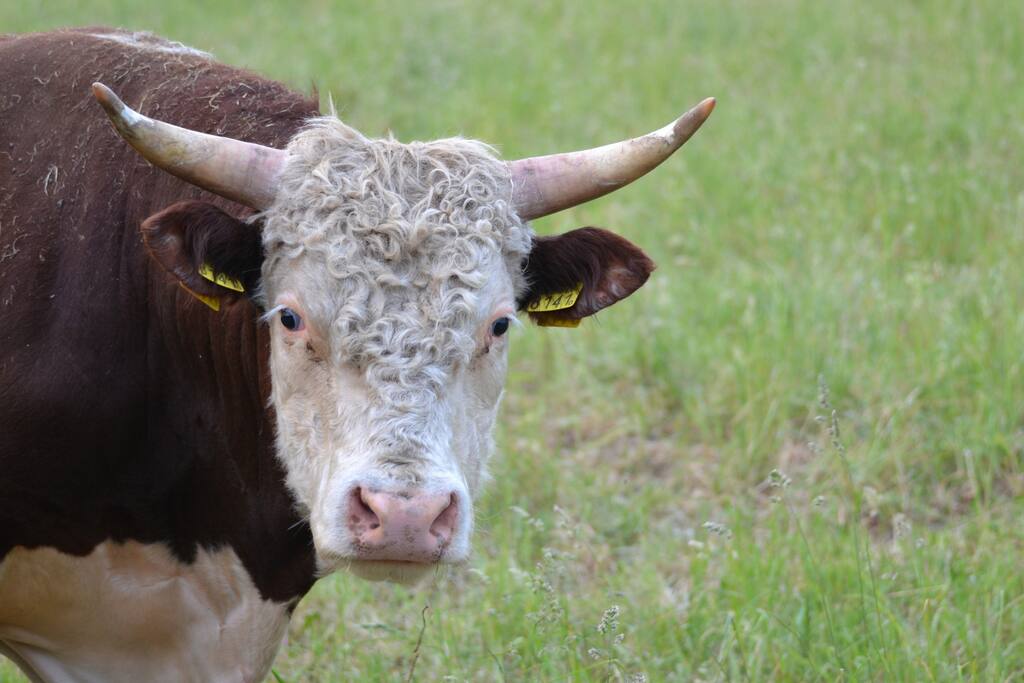 Hereford's bull