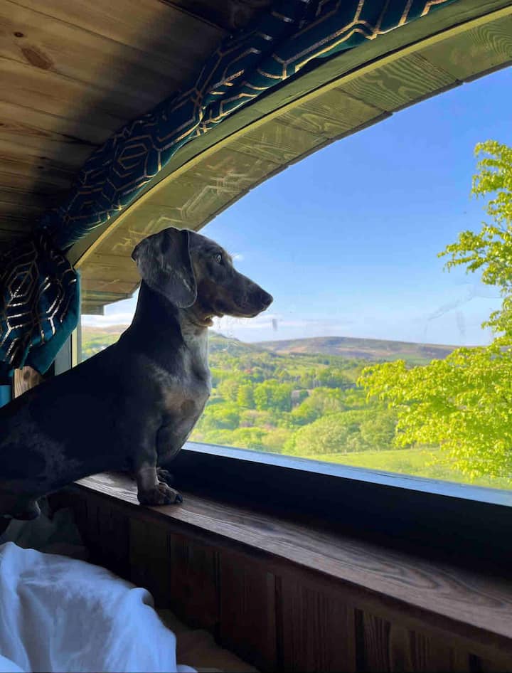 Valley Vista Shepherd's photo 3