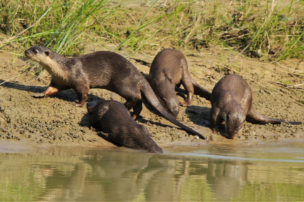 Otters in Bardia National Park