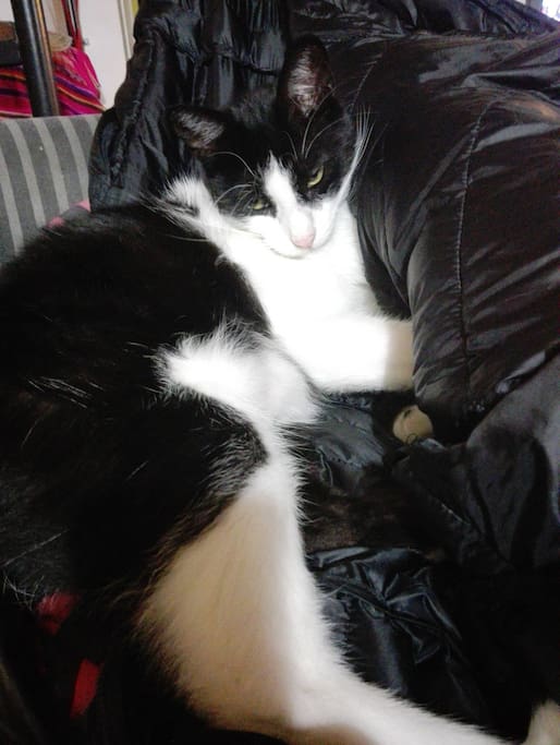 Mi inquilino, mi gato, es muy agradable.