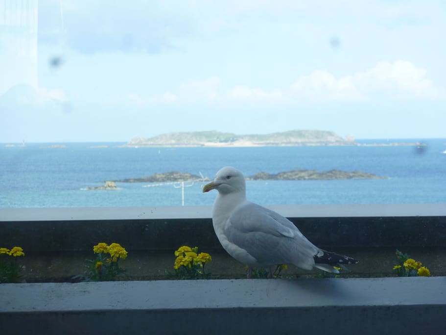 Vue depuis la salle de séjour et Mouette sur le balcon/terrasse