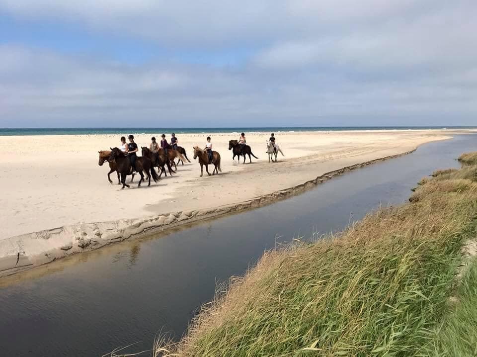 A group of riders on horseback is seen traversing a sandy beach beside a gentle stream. The water reflects the soft colors of the sky, while the coast and ocean are visible in the background. Green grass lines the riverbank, enhancing the natural scenery.