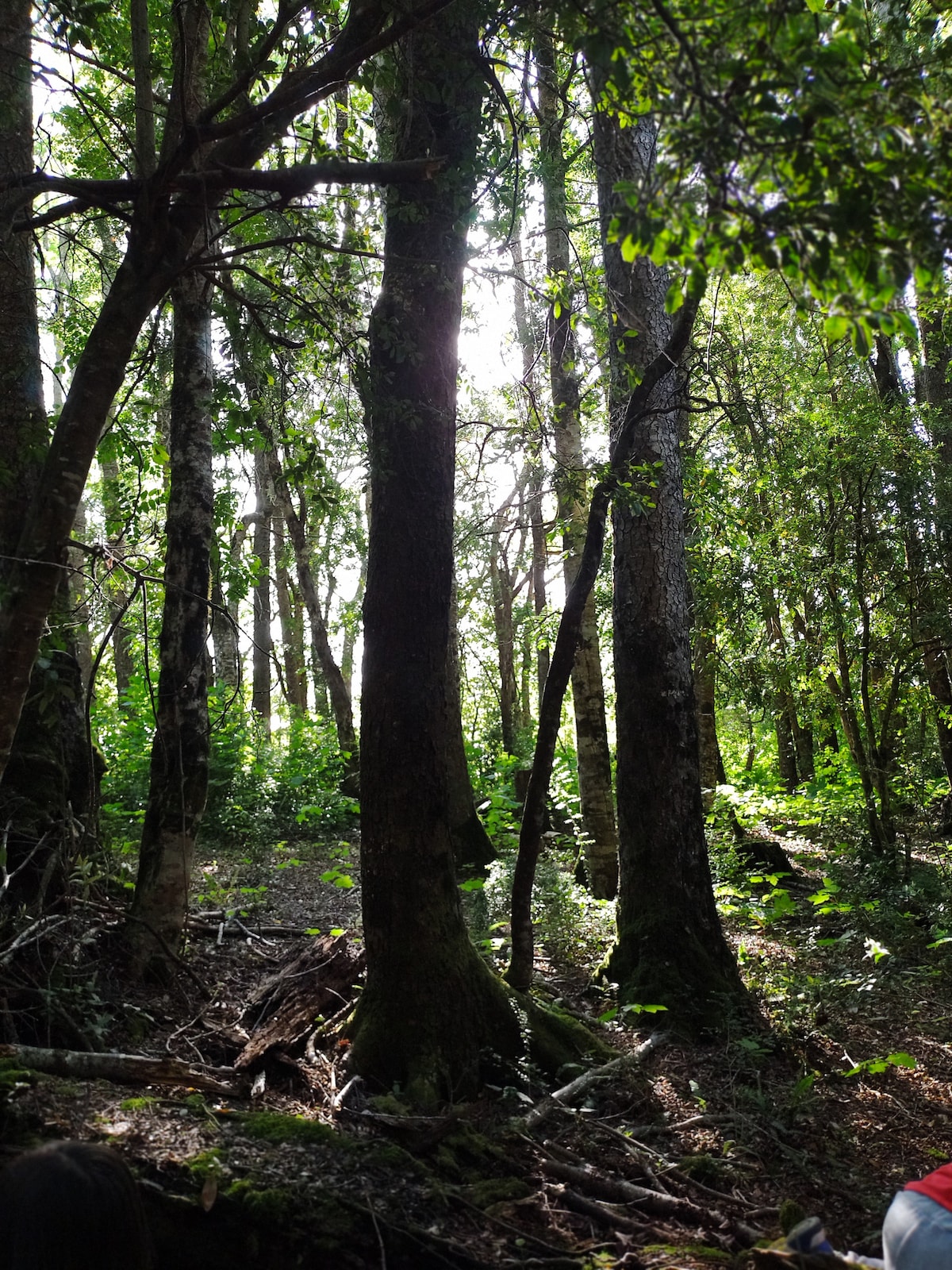 A serene woodland scene is revealed, with tall trees standing among lush greenery. Dappled sunlight filters through the leaves, creating a tranquil atmosphere. The forest floor is covered with leaves and earthy debris, suggesting a natural setting suitable for exploration.