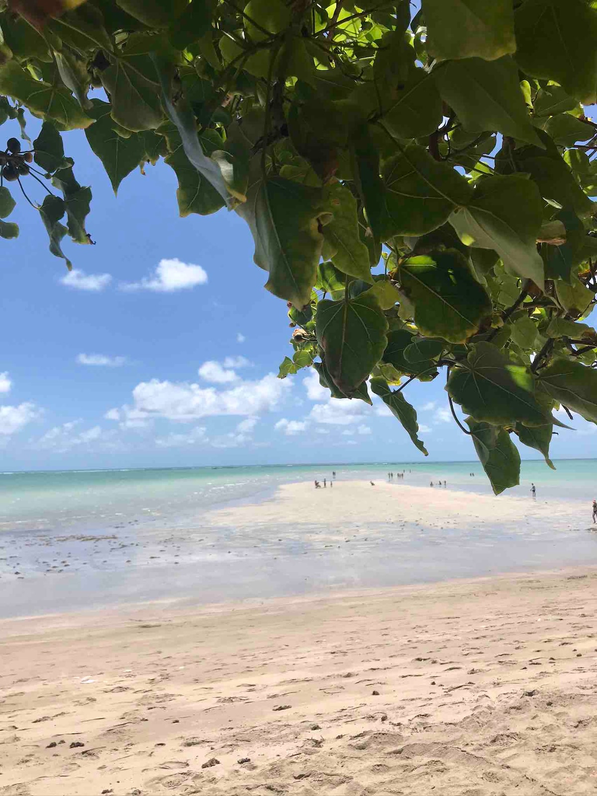 A sandy beach extends invitingly towards clear turquoise waters, with a visible sandbar in the distance. Lush green leaves frame the top of the image, providing a natural canopy. A few people are seen walking along the shoreline, enjoying the tranquil setting.