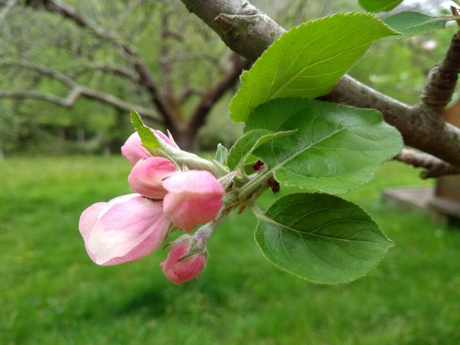 flor del manzano en primavea
