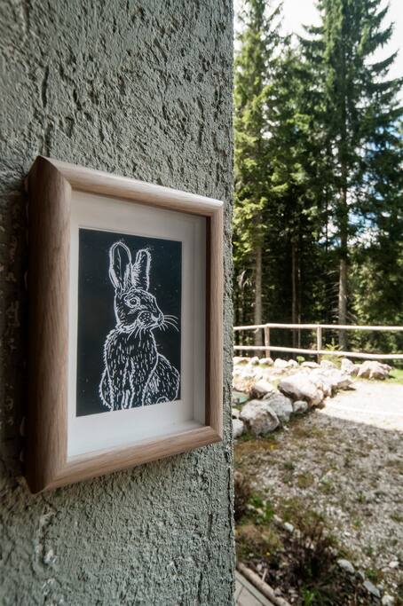 Rabbit from Pokljuka forests