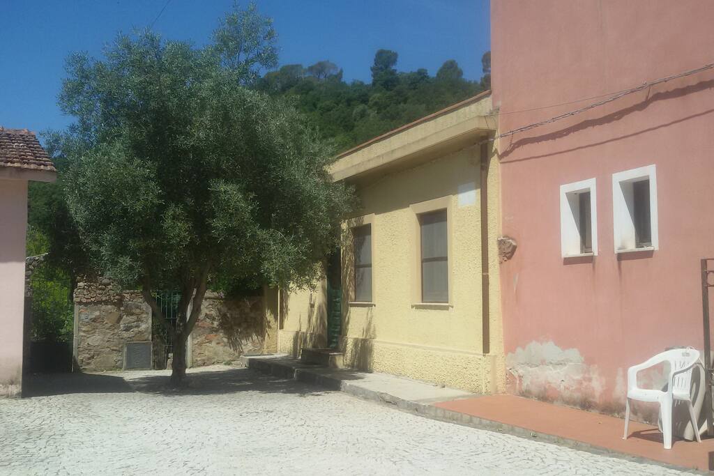 ulivo che ombreggia la porta d'ingresso