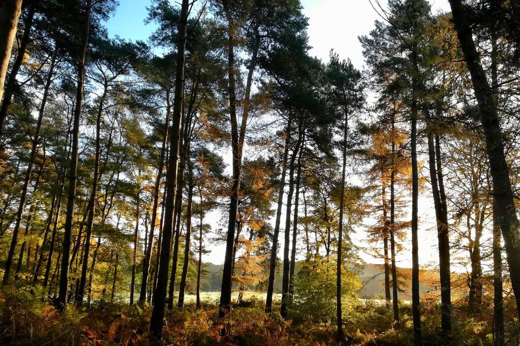 Surrounded by Surrey's most beautiful woodland
