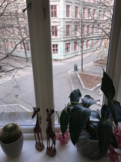 View from living room window