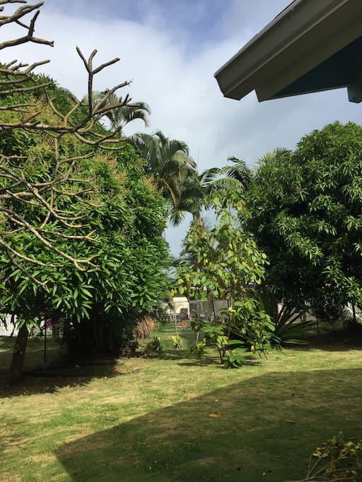 Guest bedroom backyard with mango trees