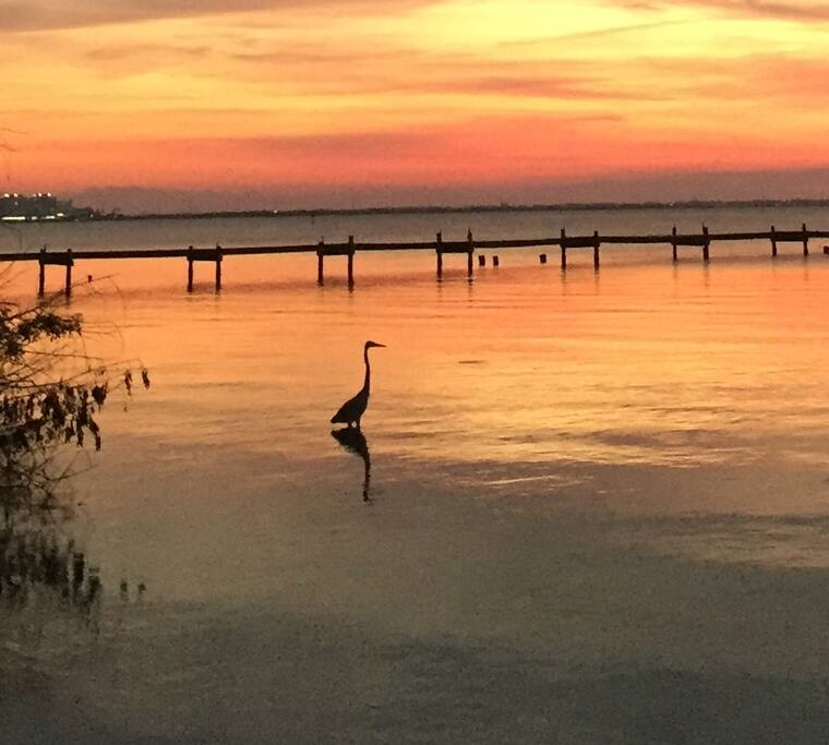 In the backyard at sunset