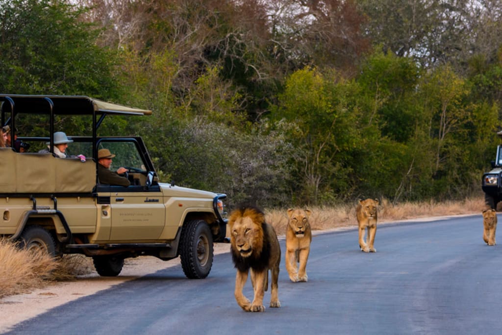 Game drives in Kruger Park