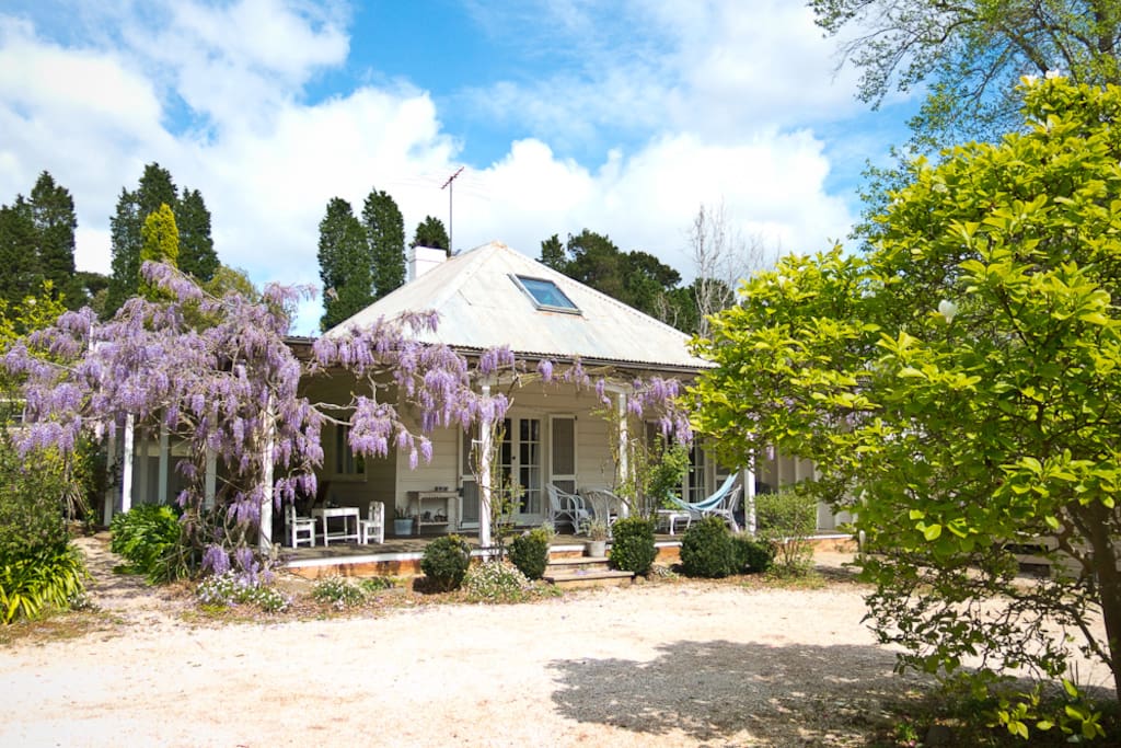 The front veranda with wisteria in bloom in Spring