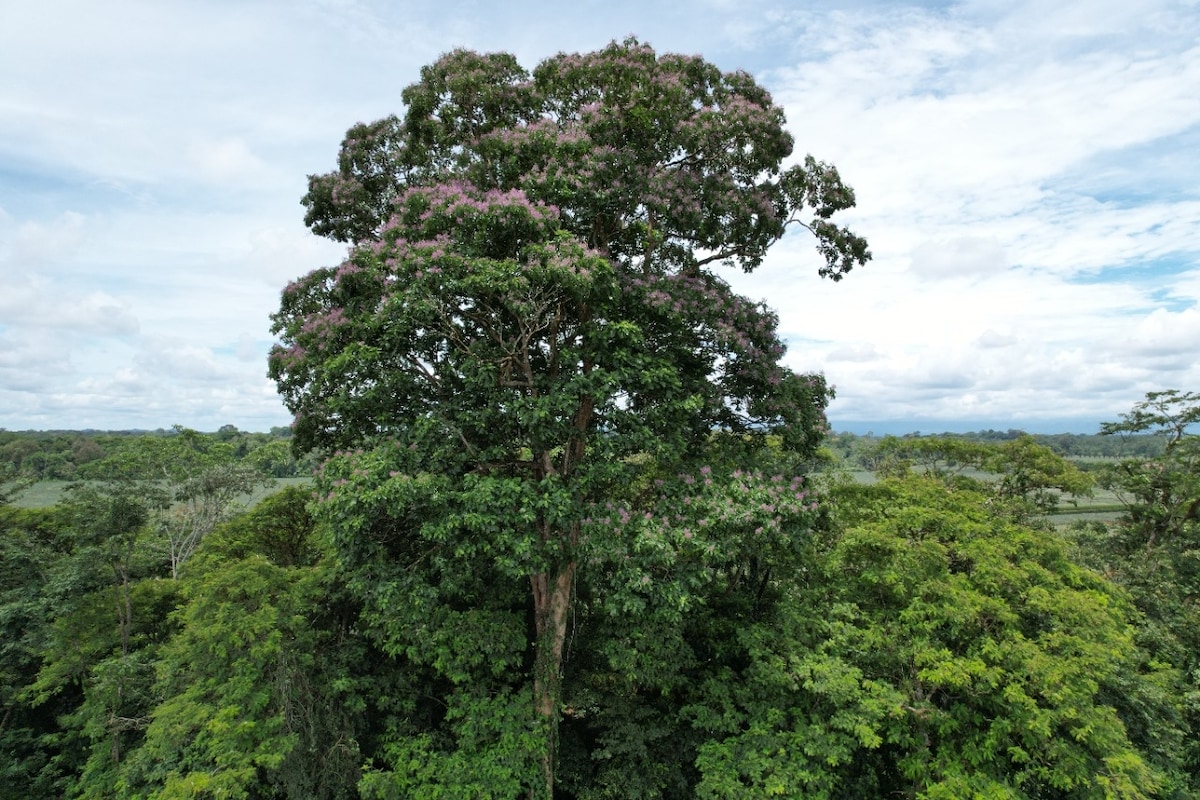 A large tree with a broad canopy is pictured, displaying lush green foliage and clusters of delicate purple flowers. Surrounding vegetation creates a dense natural landscape, contributing to the serene environment. The sky is partly cloudy, suggesting a calm atmosphere.