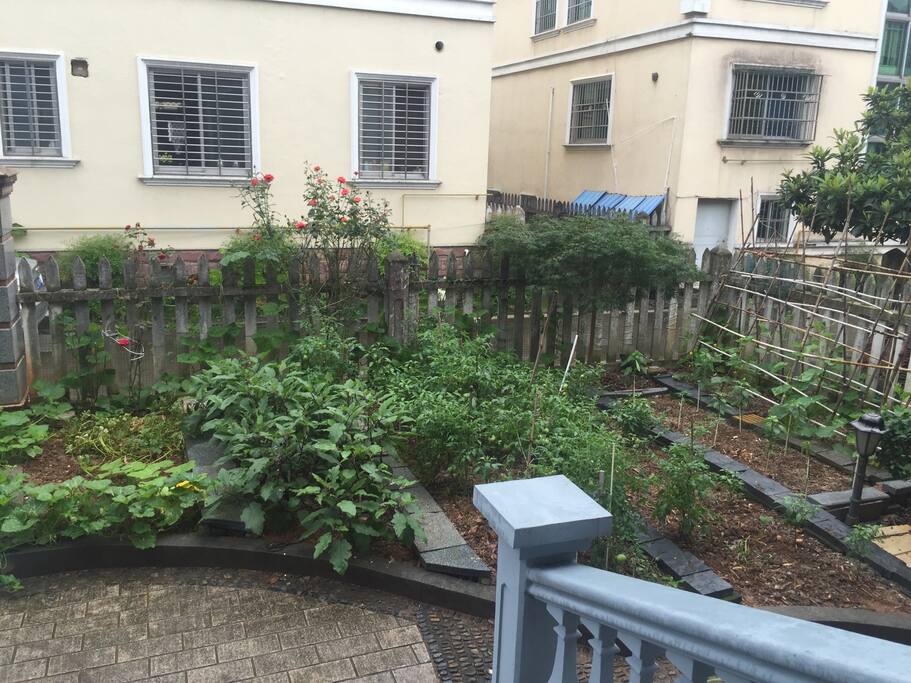 自家种的有机蔬菜