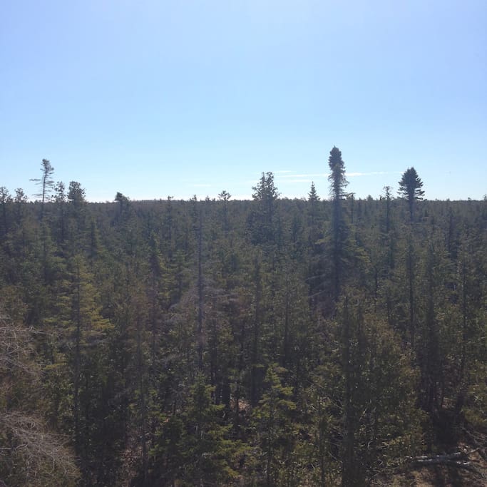 The top deck gives a birds eye view of the magnificent tree line ...
