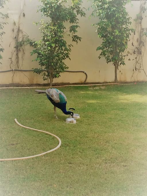 A peacock in our lawn.