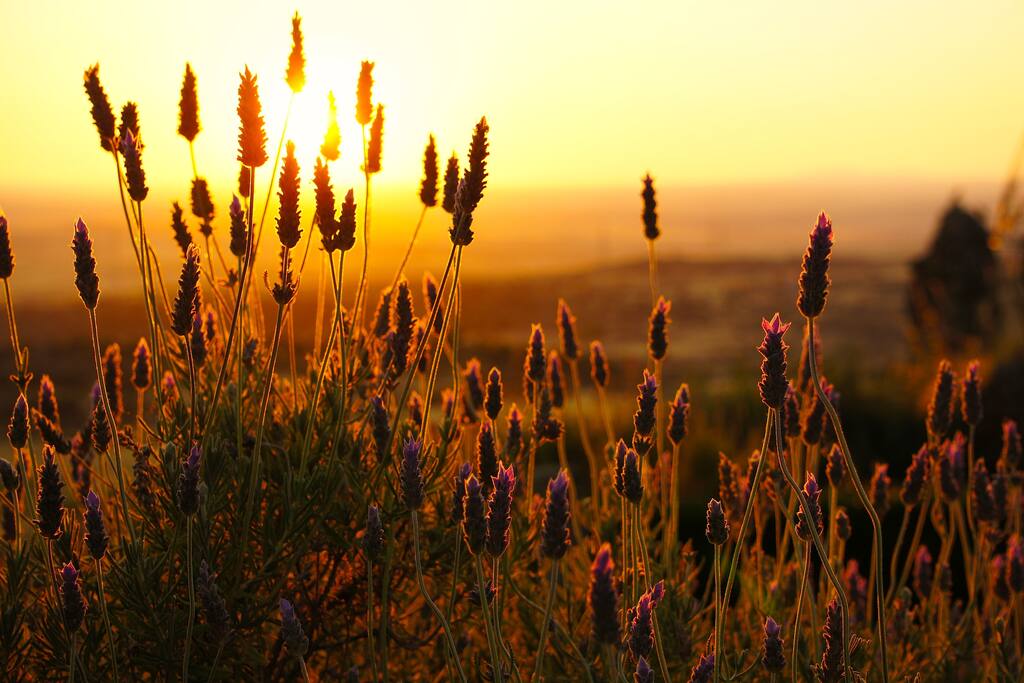 Artists Studio Trujillo Sunset ©